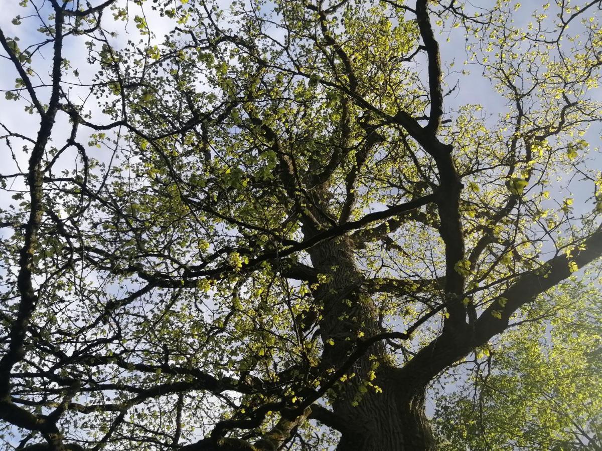 Apartmán Ostoja Białowieża Exteriér fotografie